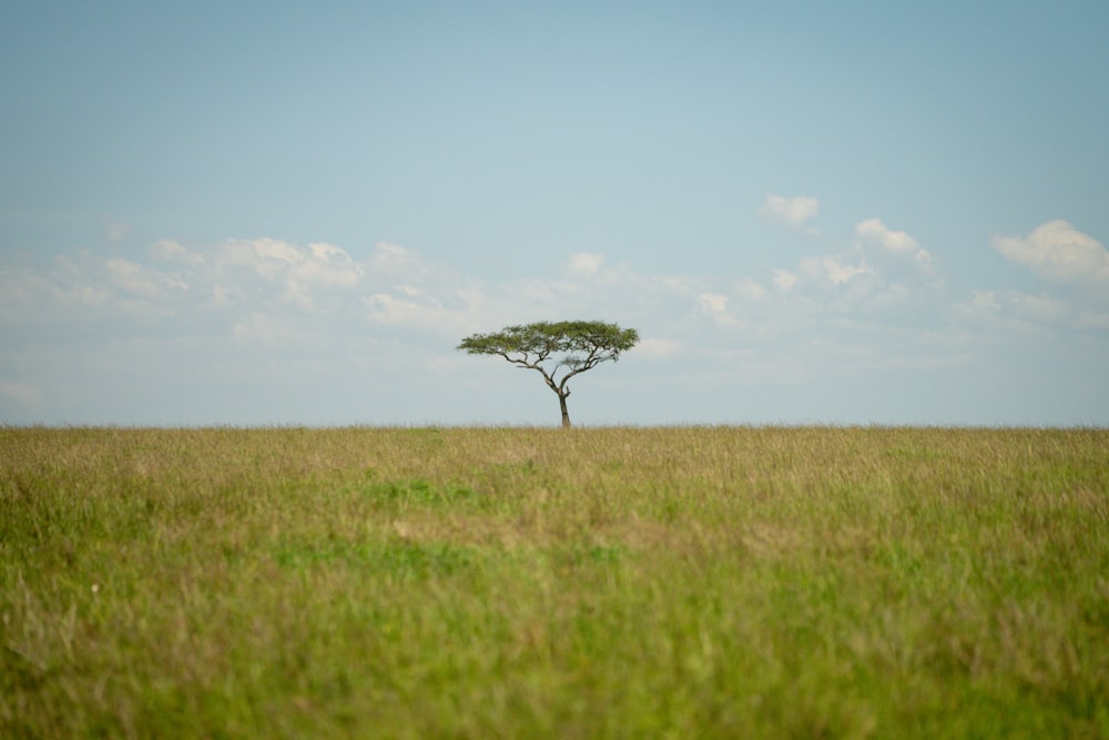 green leafed tree at daytime