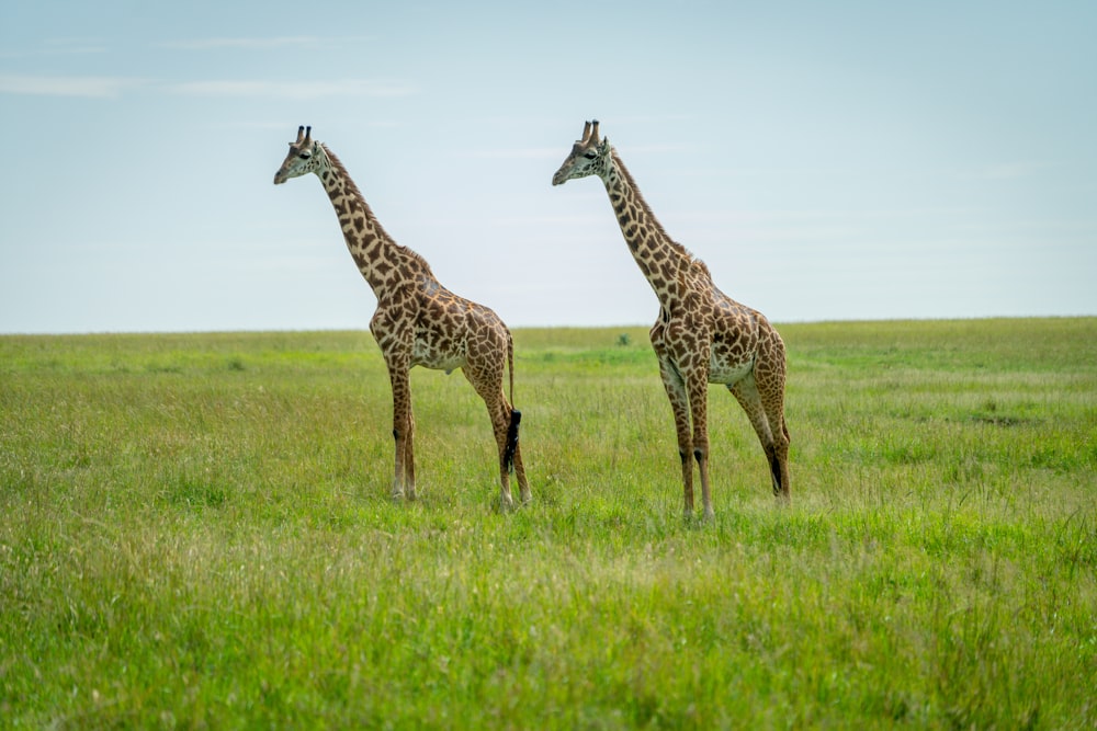 two giraffe animals
