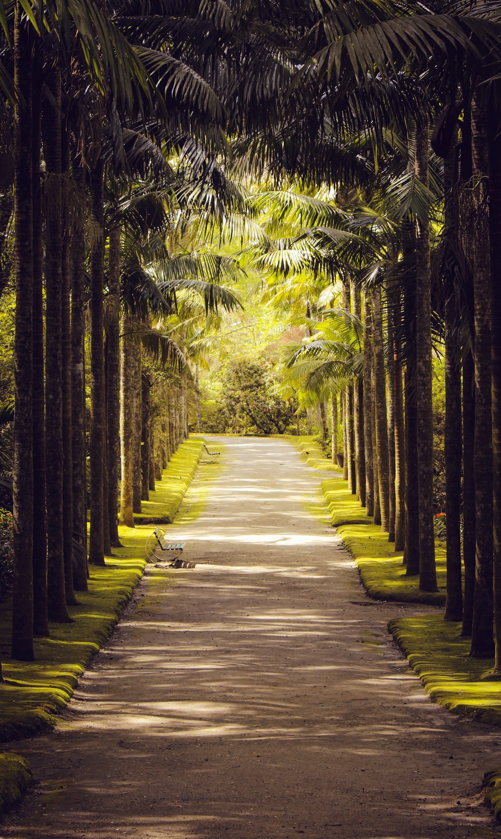 coconut palm tree tunnel