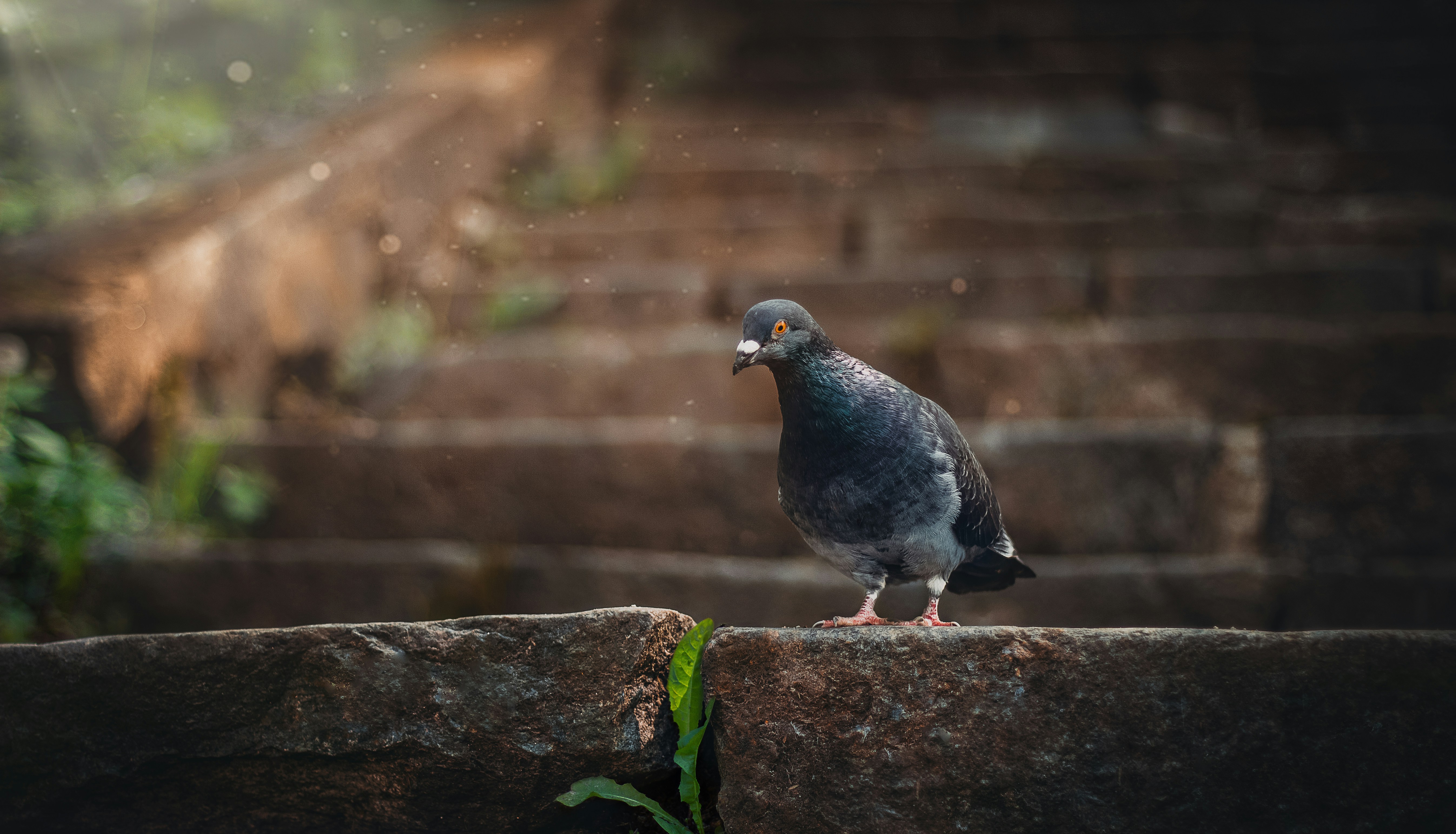 grey pigeon