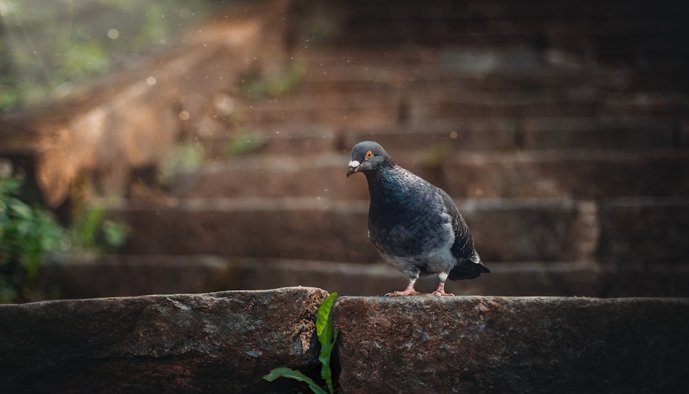 grey pigeon