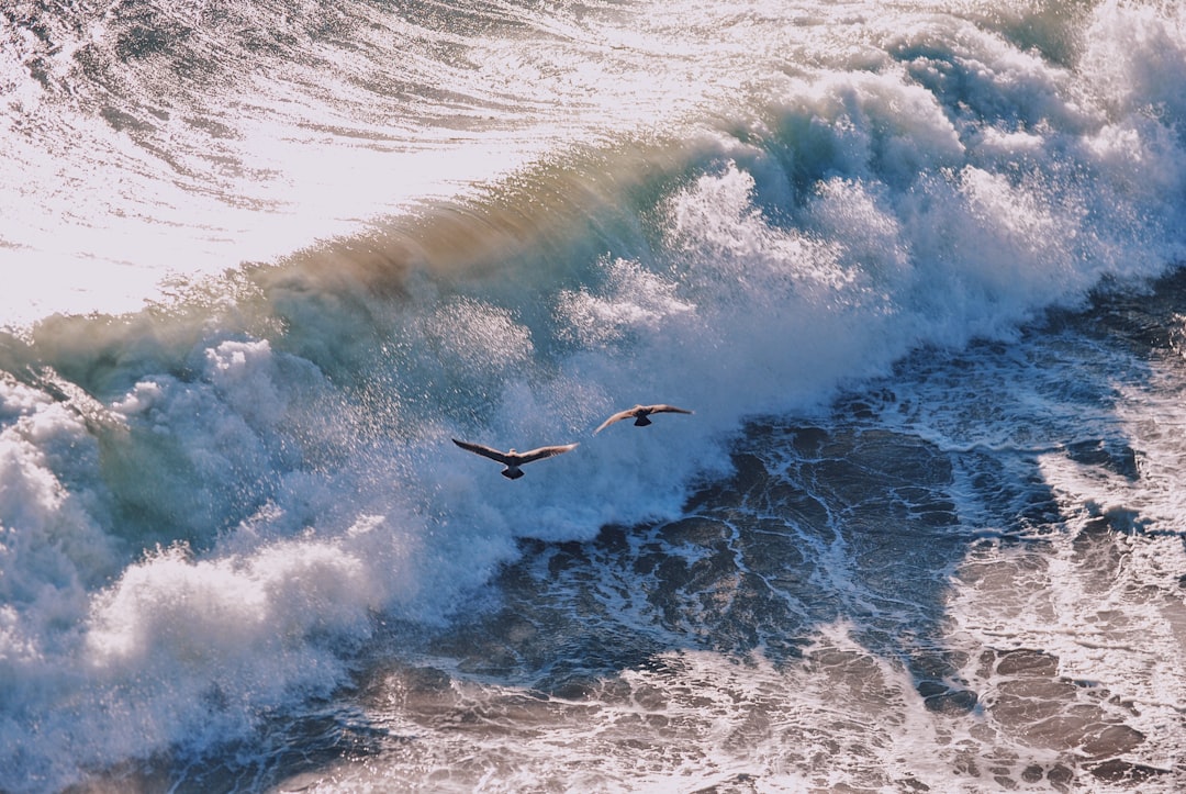 two flying birds on sea waves
