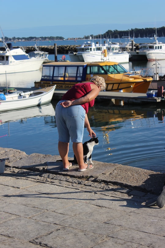 person touching white and black cat in Poole Harbour United Kingdom