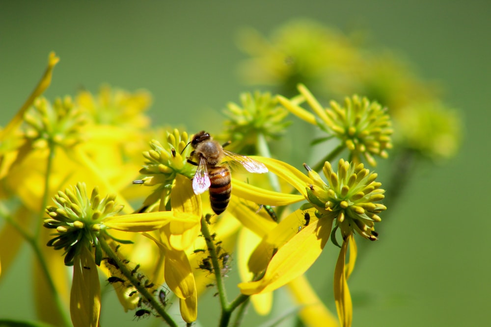 focus photography of bee