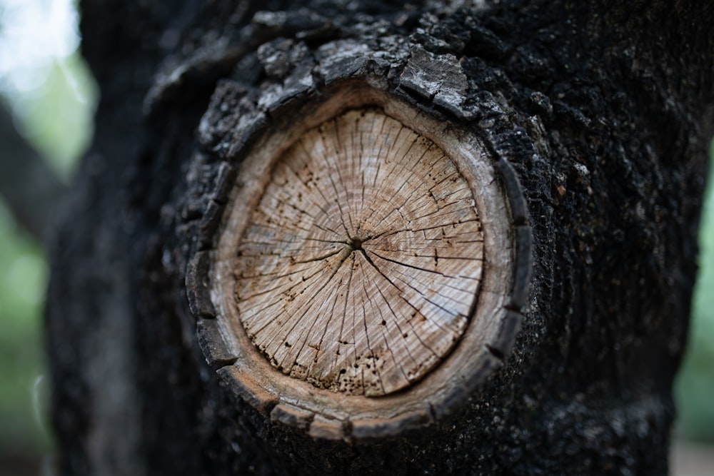 grey and brown tree trunk