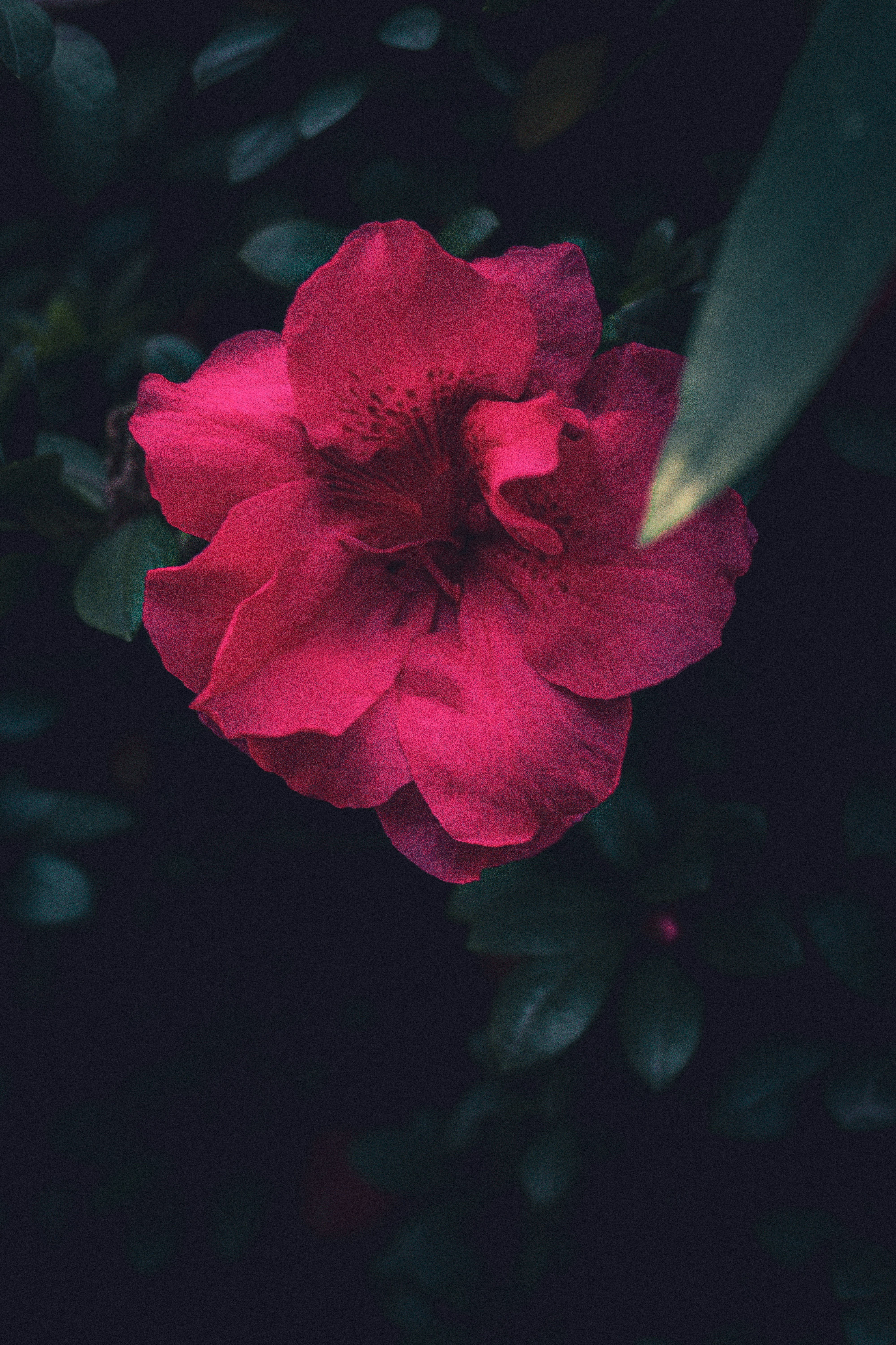 Photo by sir_jpiglesias