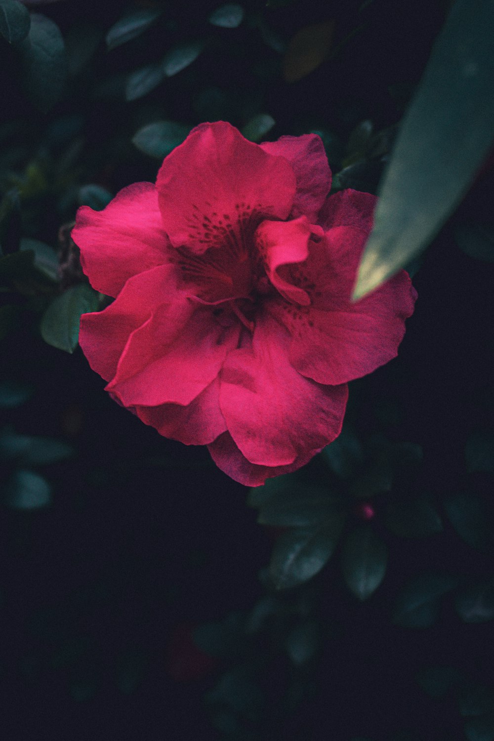 shallow focus photo of pink flower