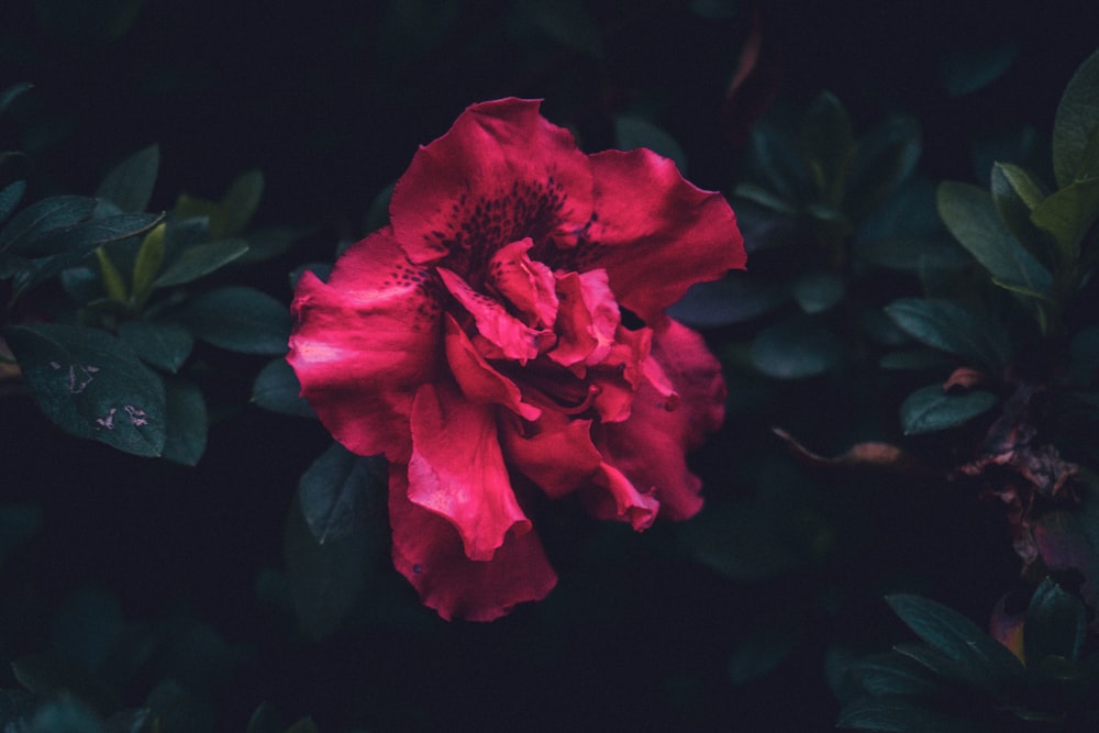 red petaled flower