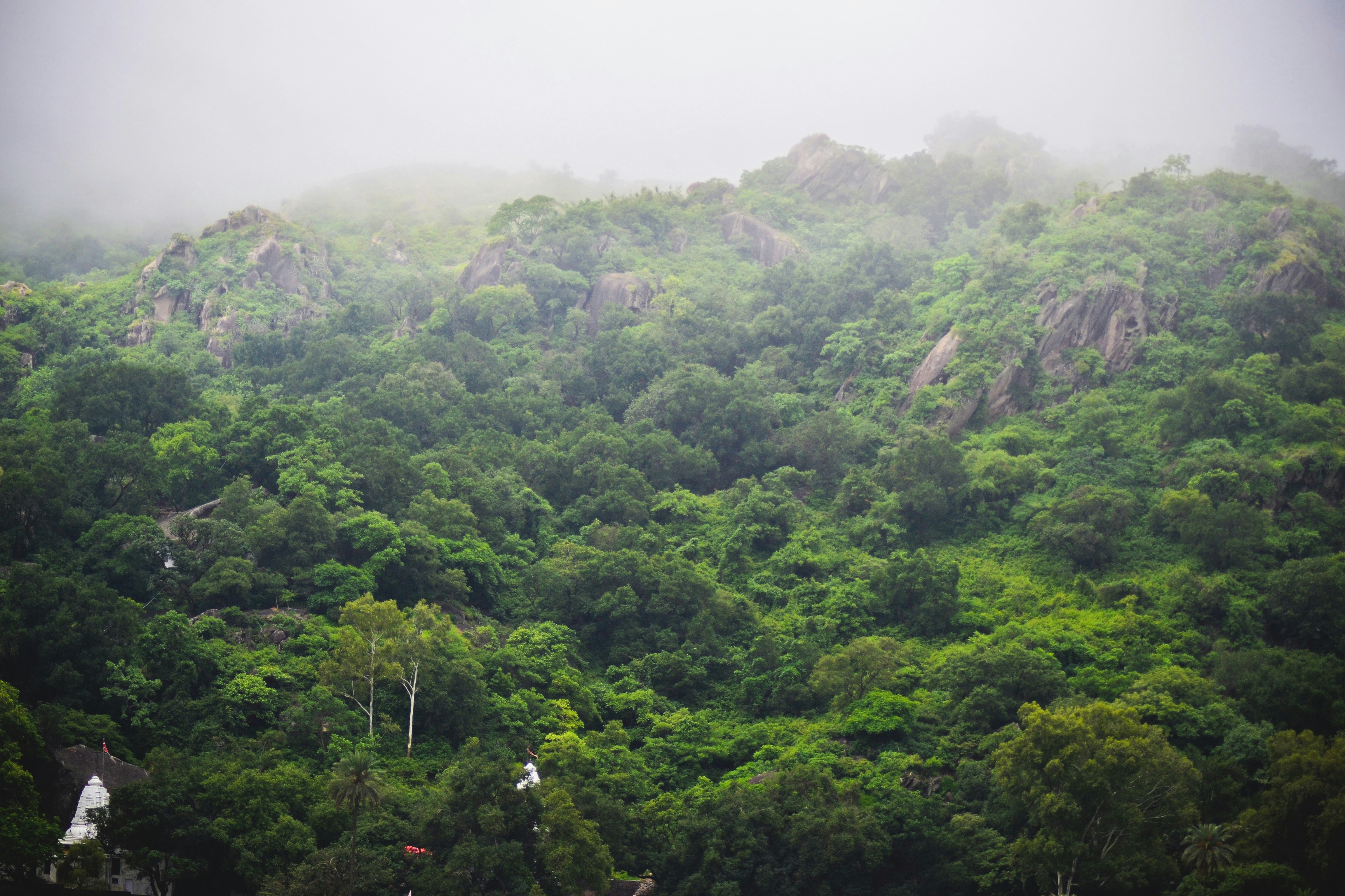green trees at daytime
