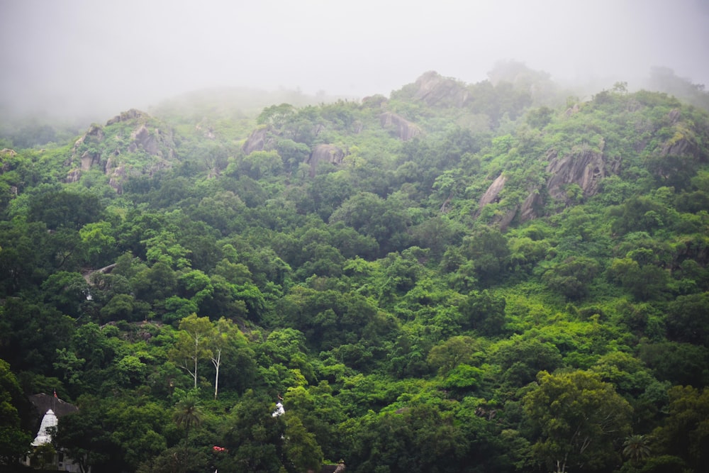 green trees at daytime