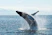 A humpback whale breaching the surface of the ocean with water splashing