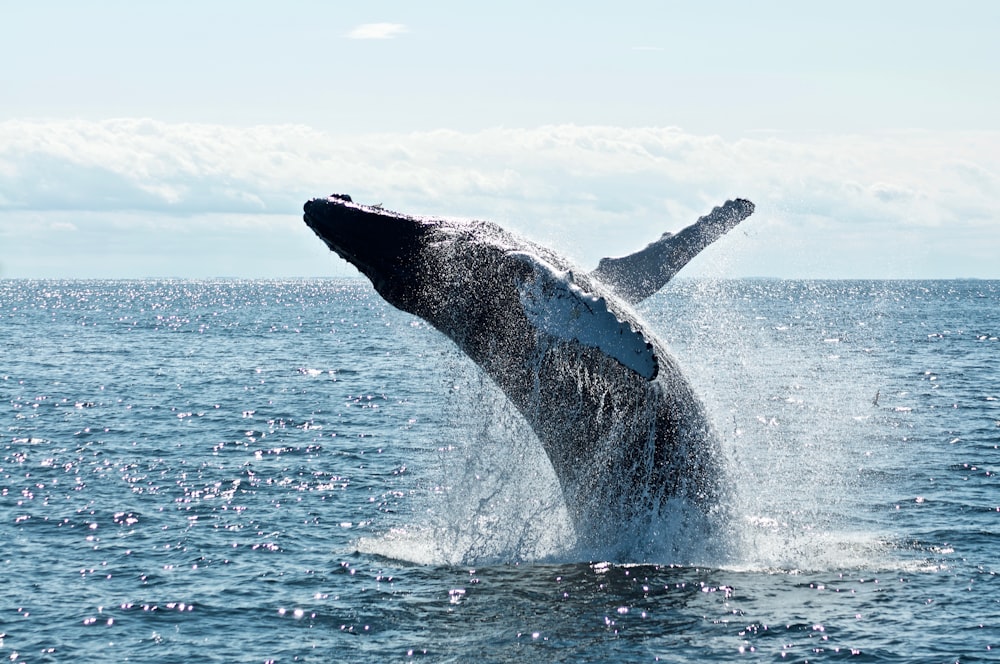 grey dolphin on body of water during daytime