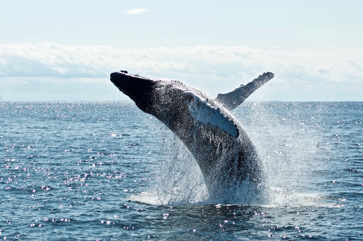Puerto Vallarta, the perfect destination to observe humpback whales