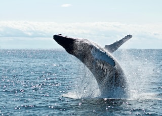 grey dolphin on body of water during daytime