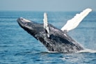 blue whale on sea