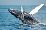blue whale on sea