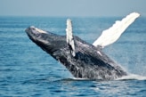 blue whale on sea