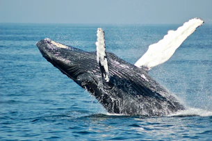 blue whale on sea