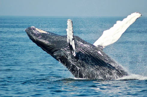 A humpback whale breaching the surface of the blue ocean with water splashing