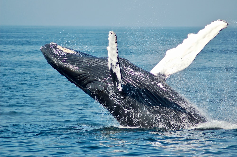 海上のシロナガスクジラ