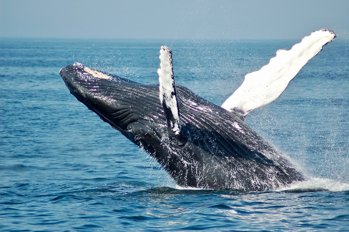 Humpback whale breaching off Maui coast