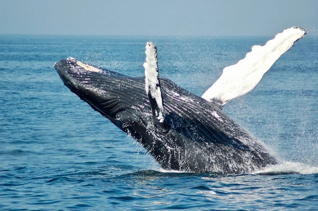 Humpback whale breaching near Byron Bay NSW during annual migration season June to November — whale watching tour from Byron Bay east coast Australia 2026