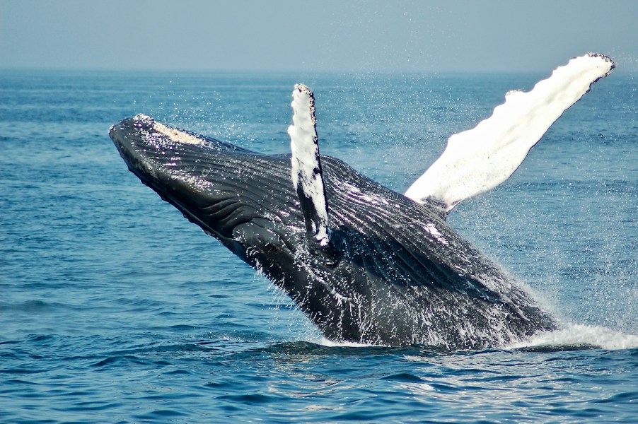 Whale Migration Routes: Epic Journeys Across the Oceans