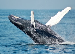 blue whale on sea