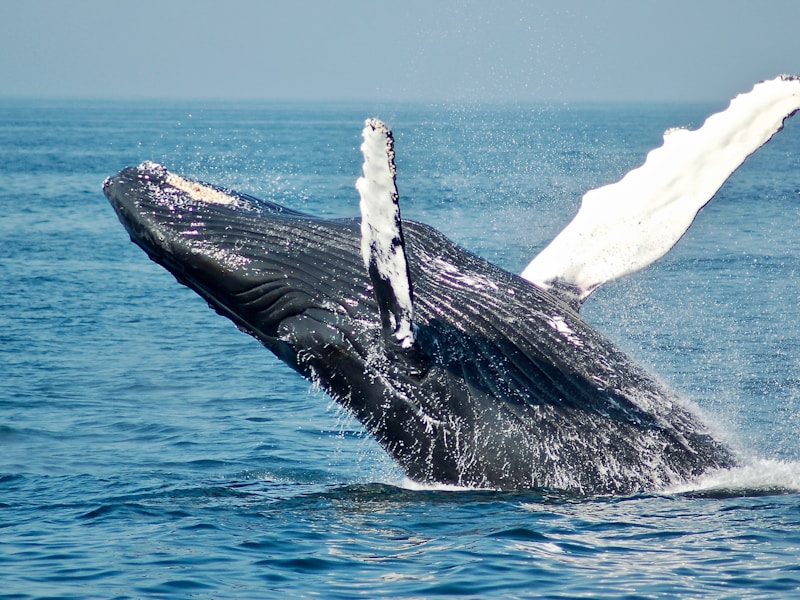 Humpback Whale