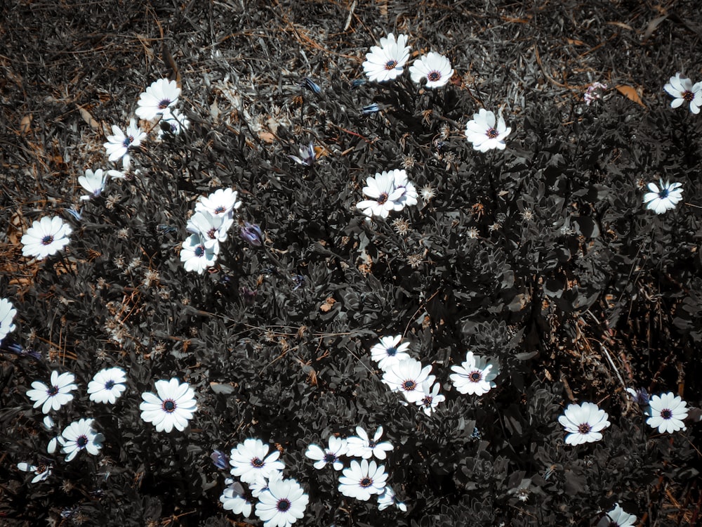 Foto de enfoque superficial de flores blancas