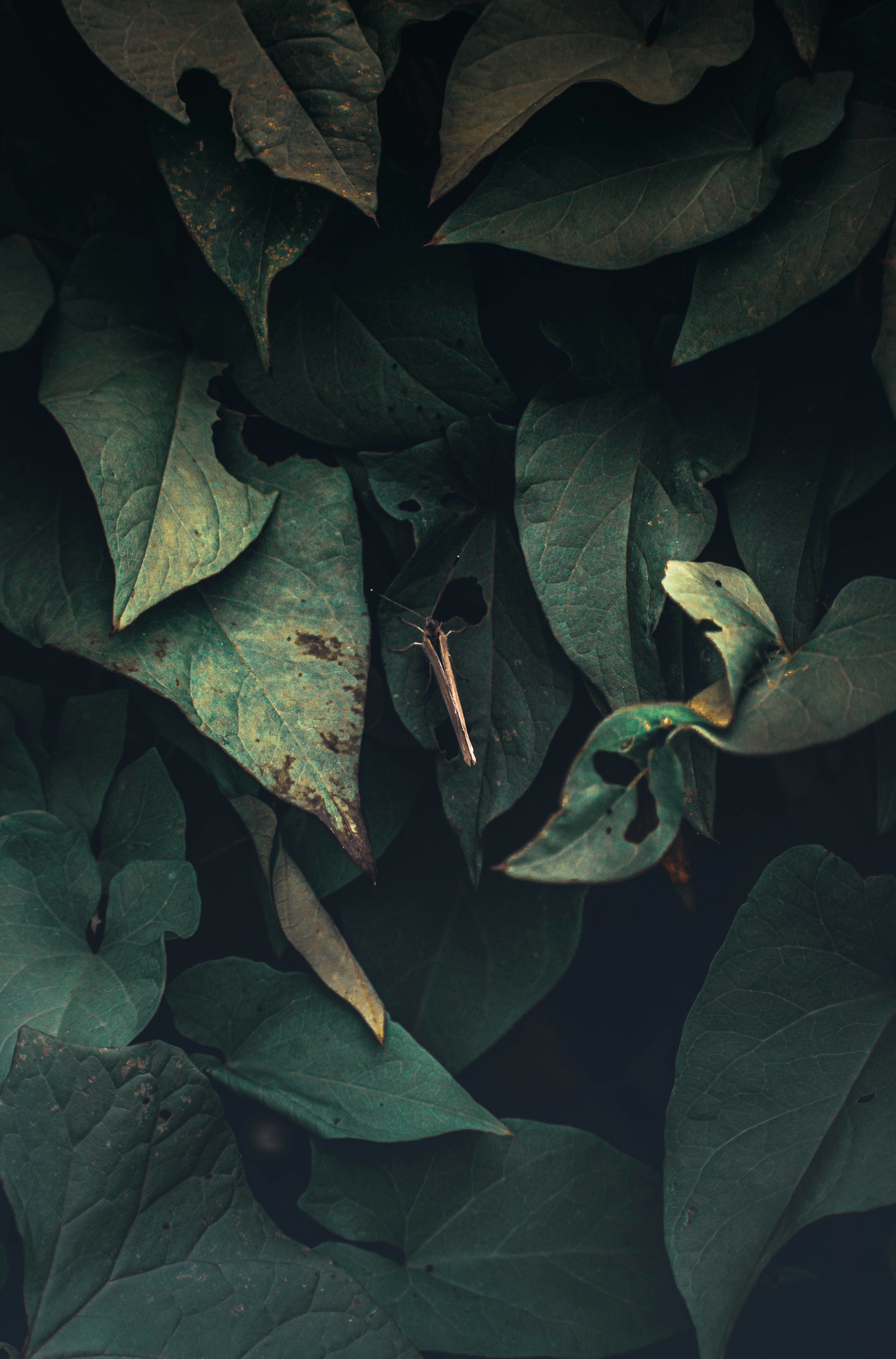 Photo by alienaperture