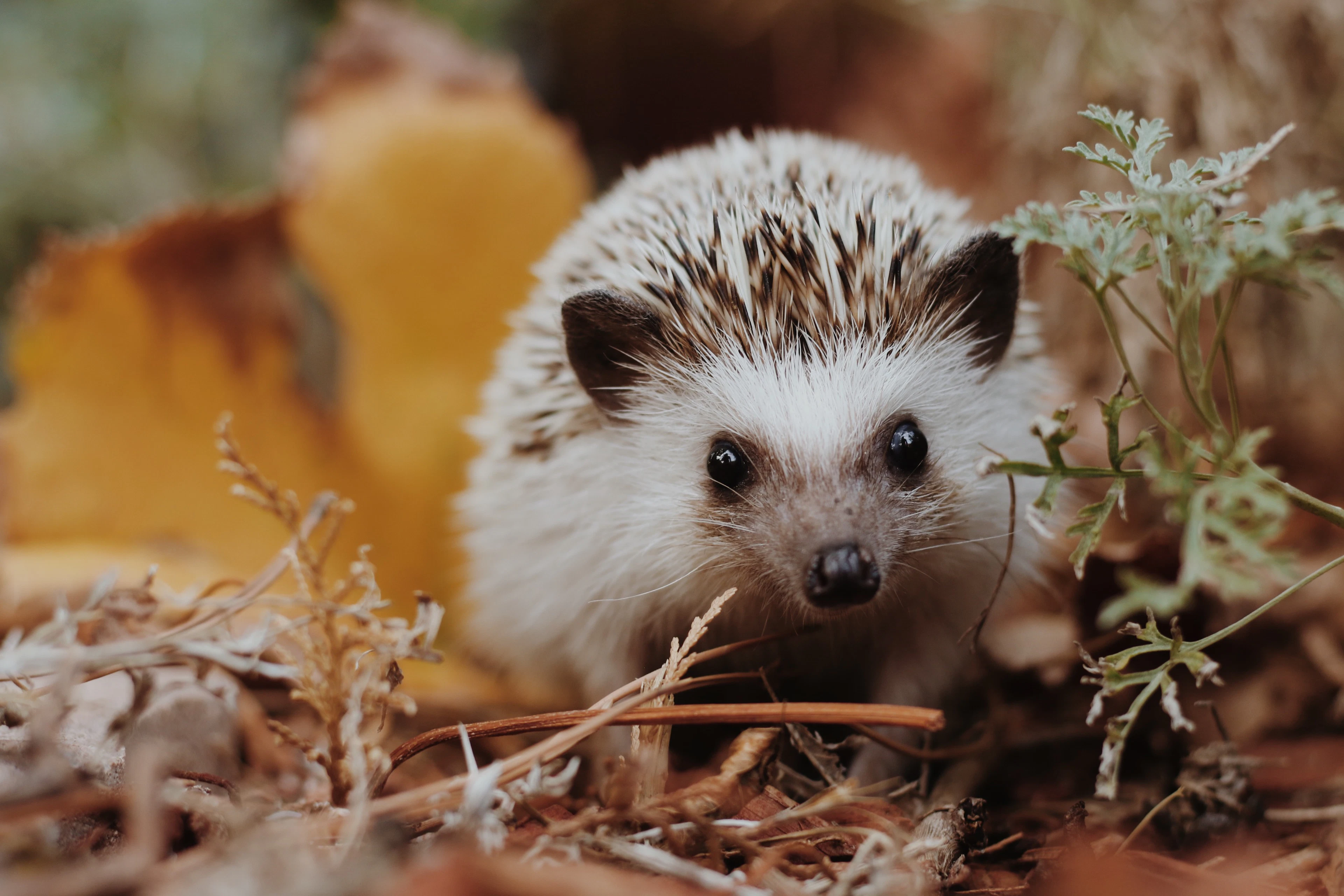 Pale African pygmy hedgehog among leaves