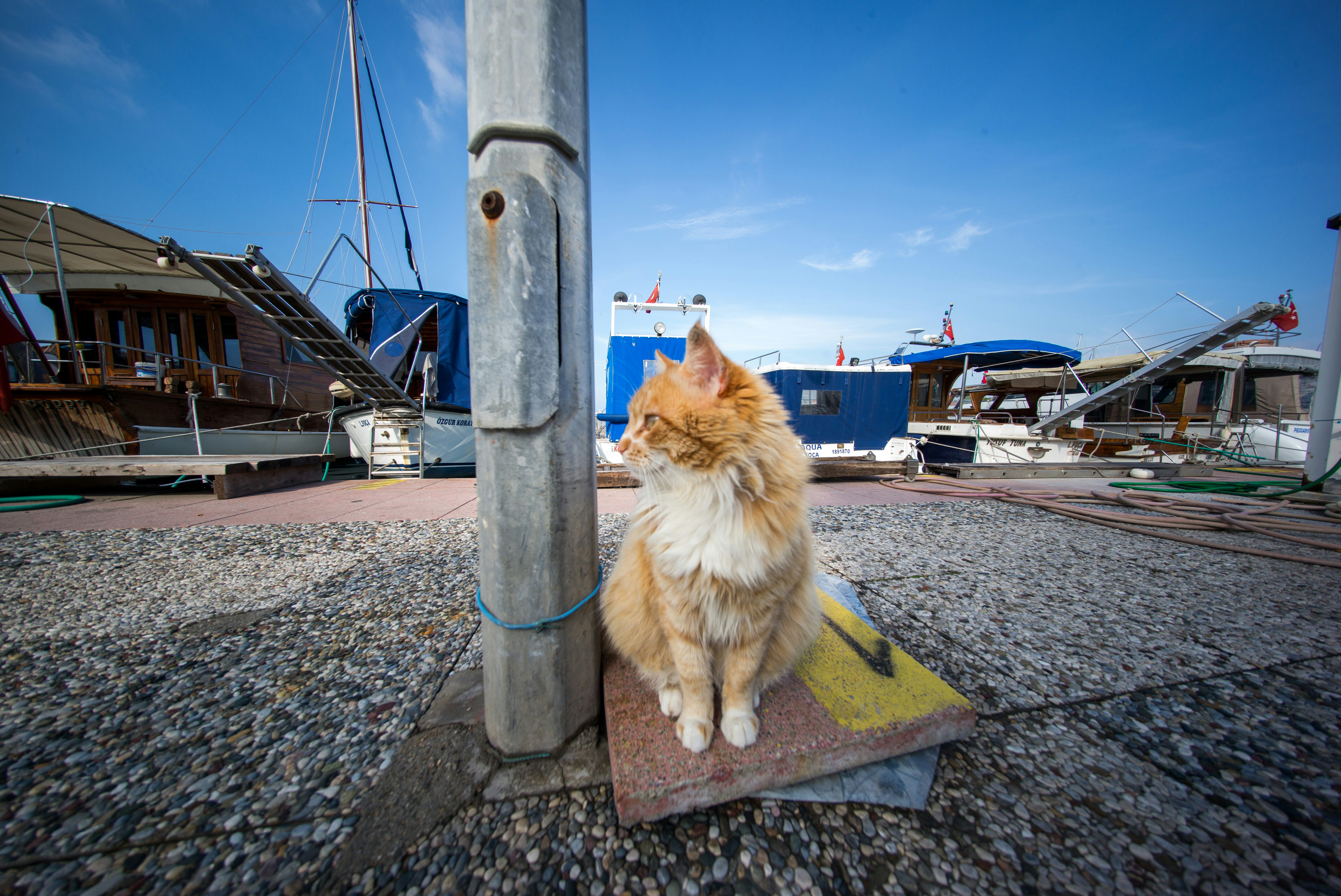 orange tabby cat near concrete post