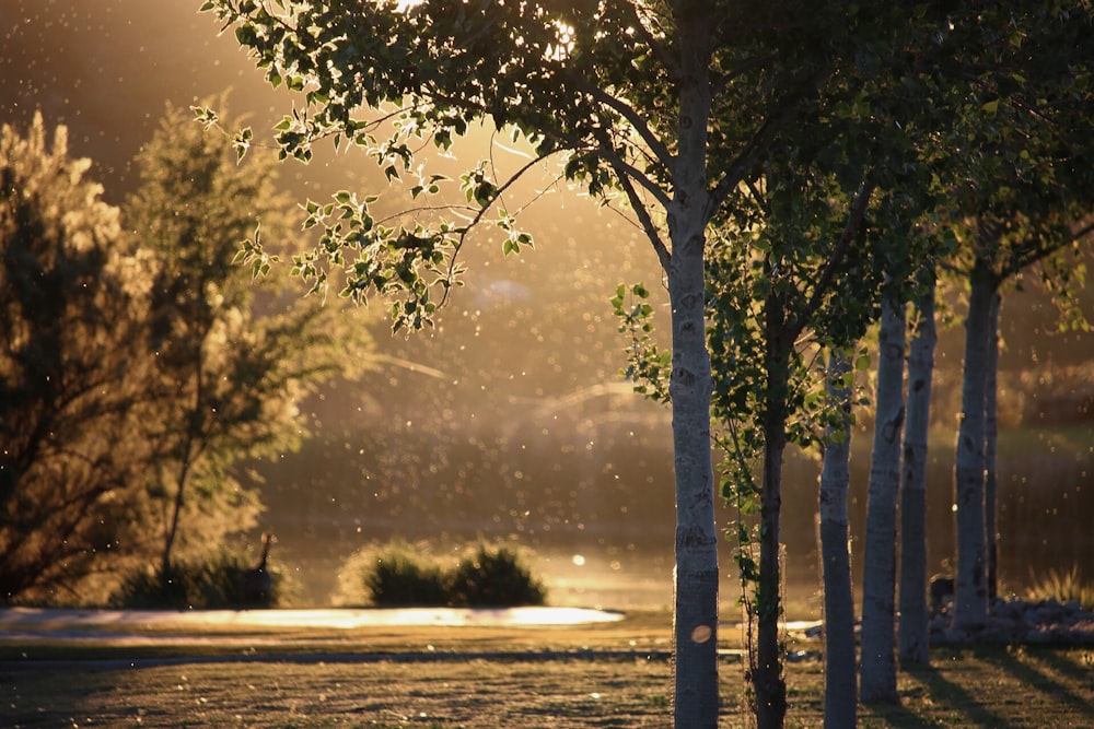 green trees