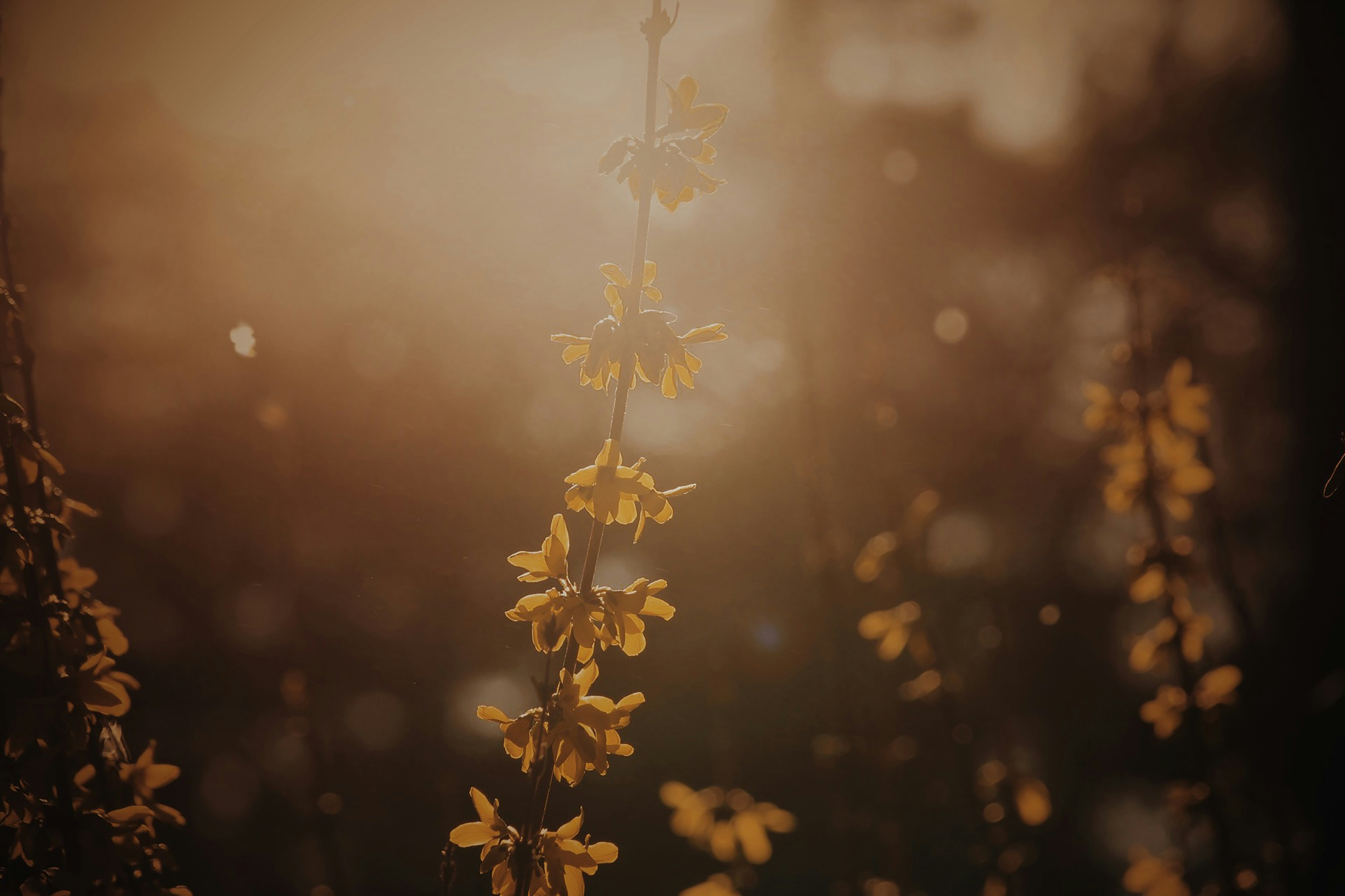 Photo by sierranarvaeth