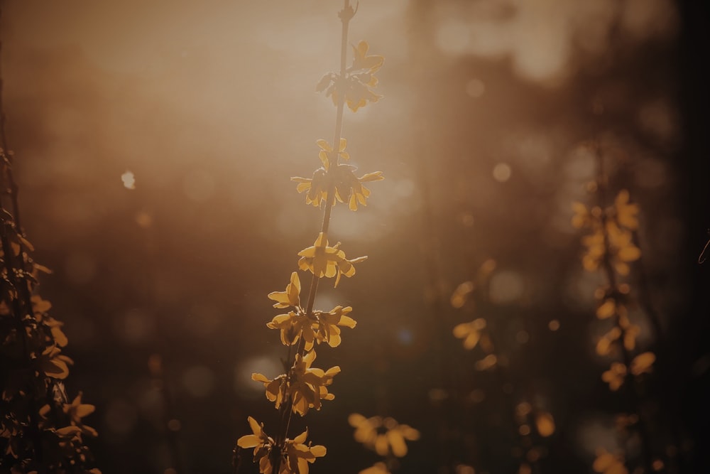 yellow petaled flower