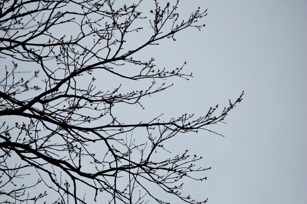 bare tree during day