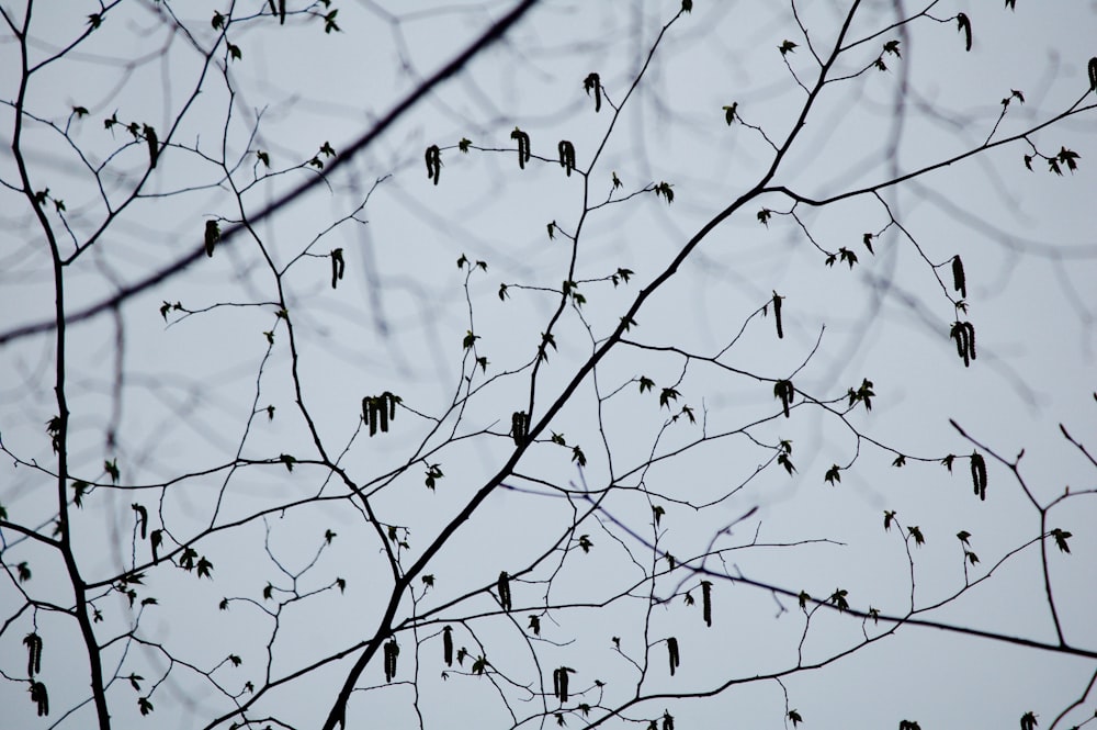 black-leafed tree during daytime