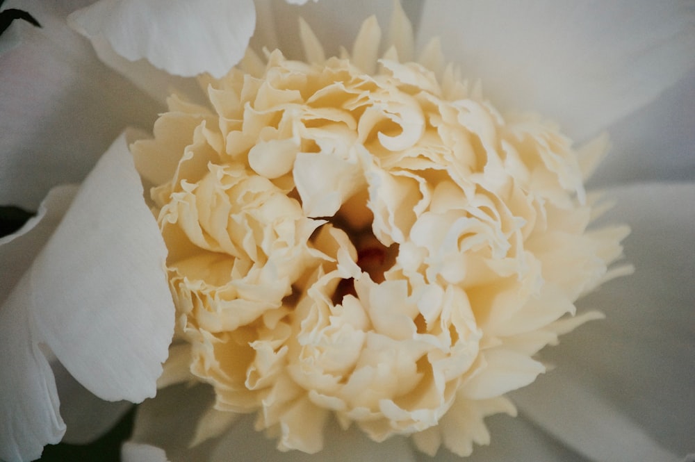 white and yellow flower