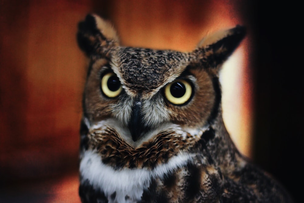 shallow focus photo of brown and white owl