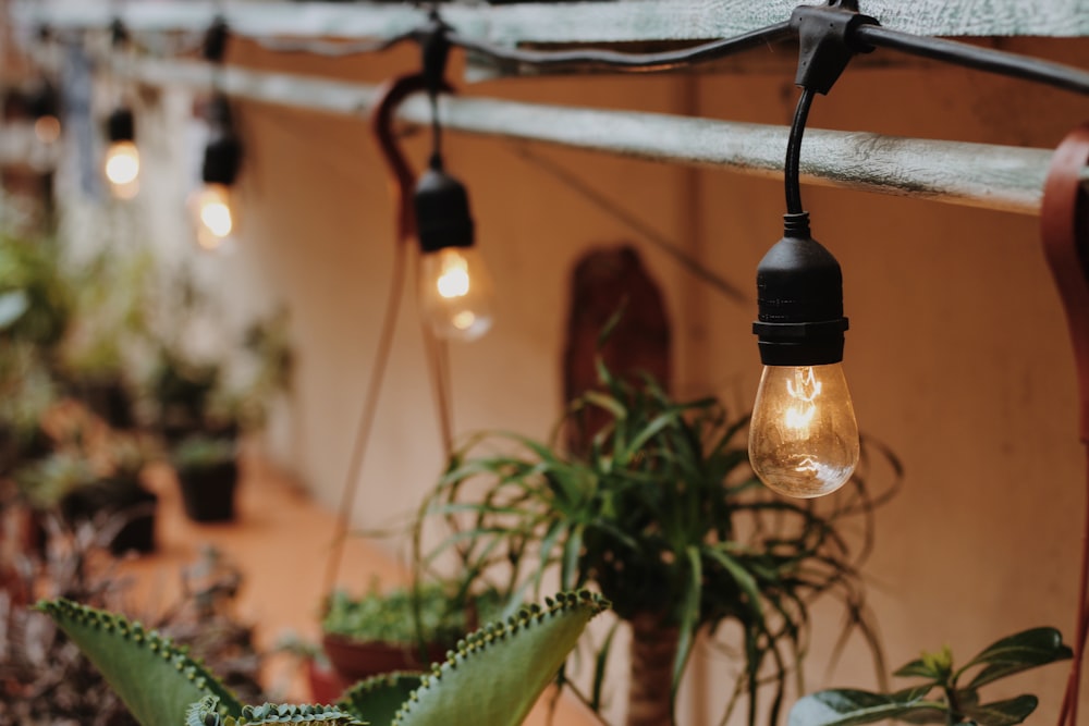 string lights turned on hung on railing above plants