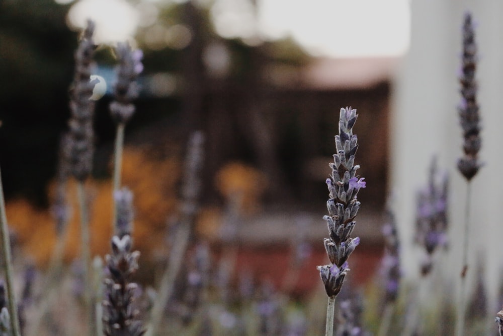 purple flowers during daytime