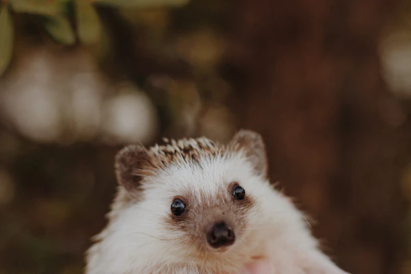 hedgehog keeping