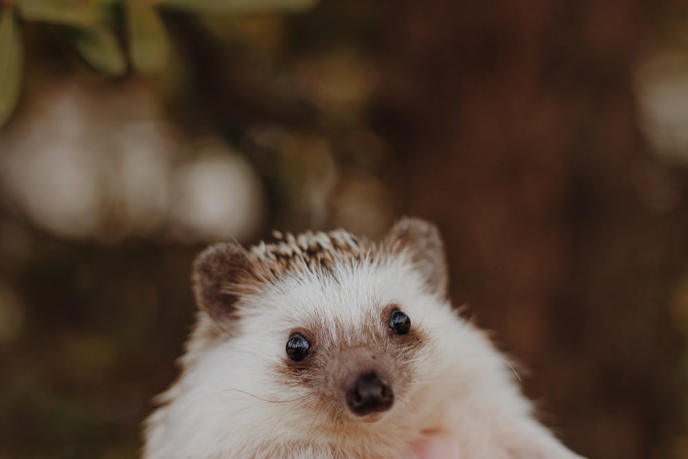 grey and white hedgehog in close-up photography