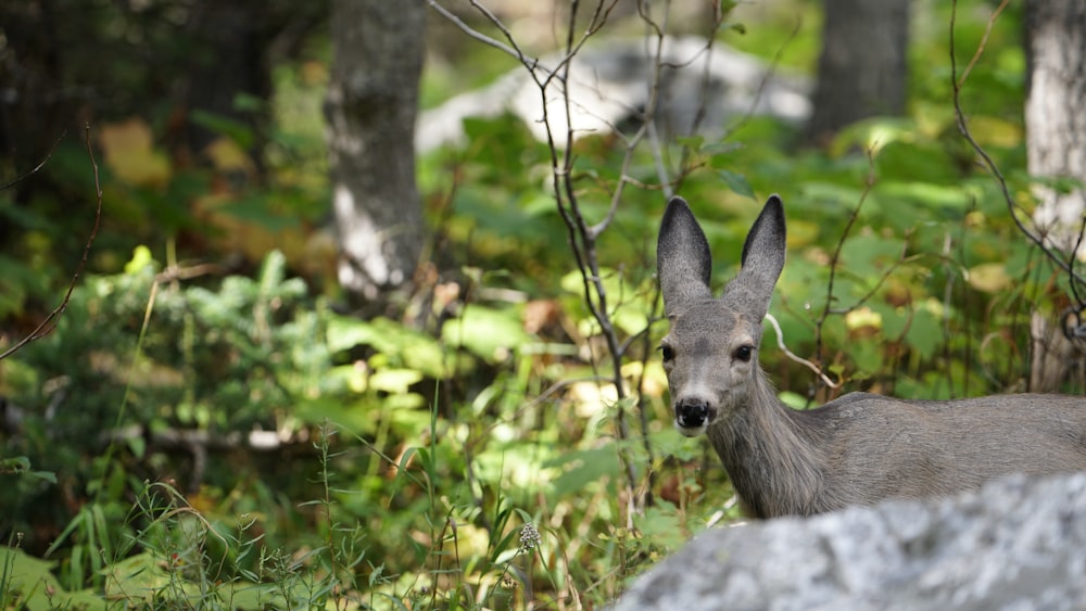 gray deer behind rock