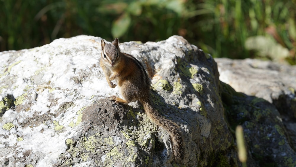 squirrel on rock