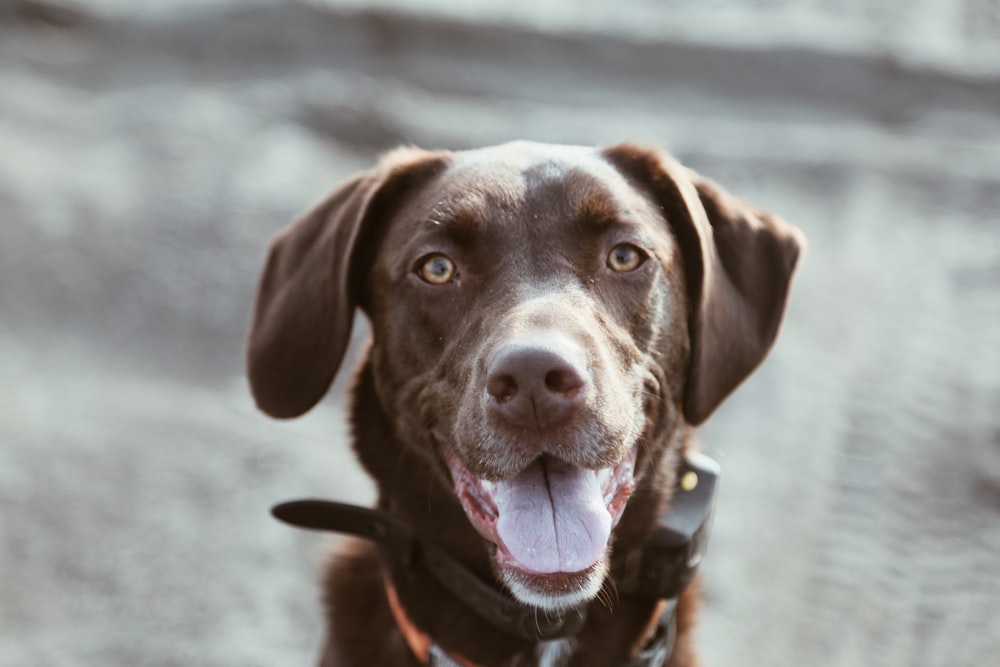 closeup photo of brown dog