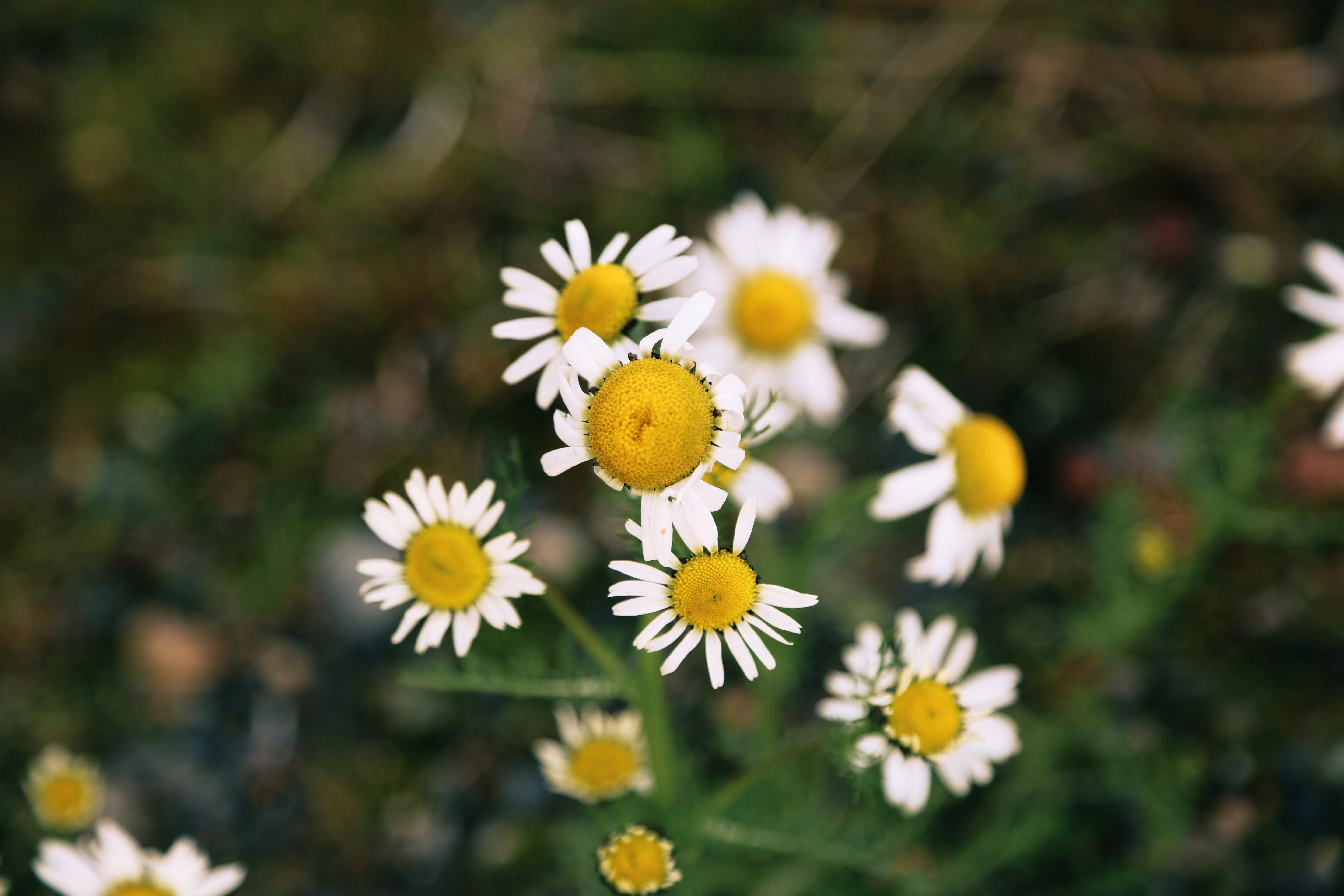 Photo by brendanhollis