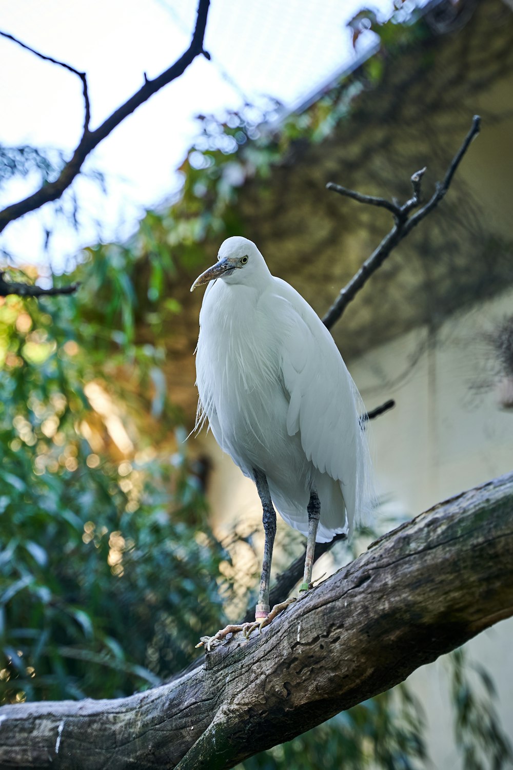 white bird on focus photography