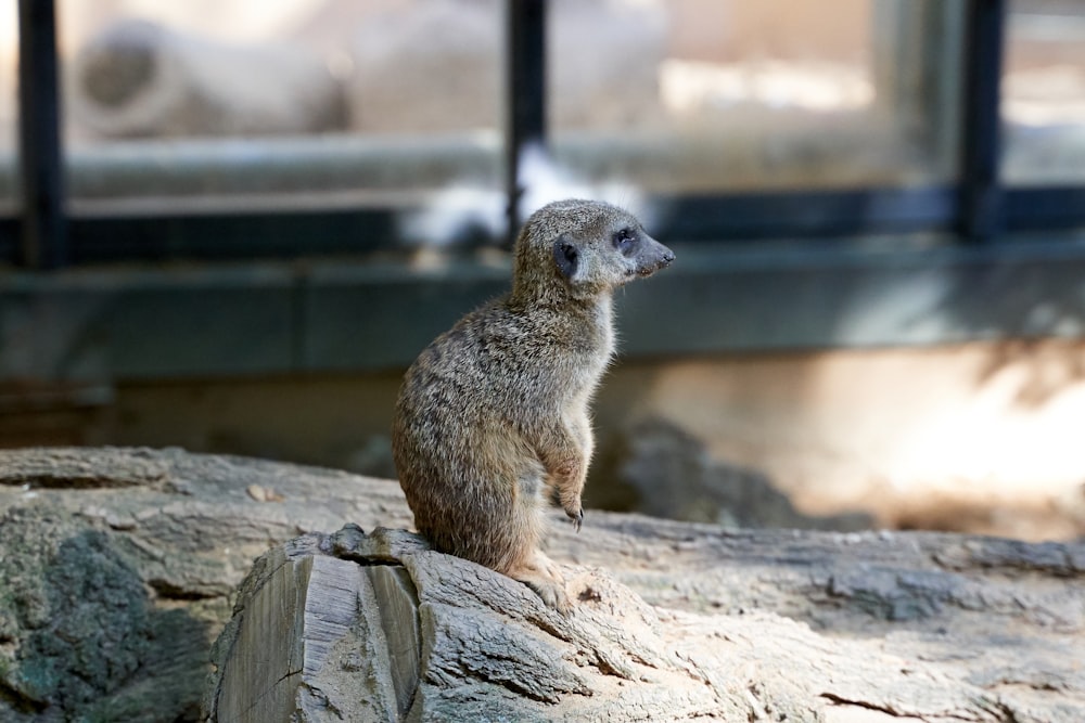 standing rodent on log